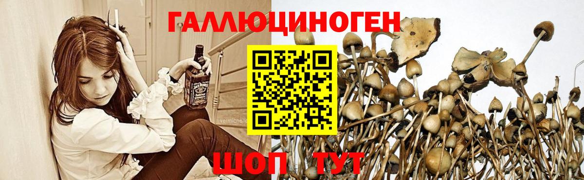 Псилоцибиновые грибы GOLDEN TEACHER Алатырь